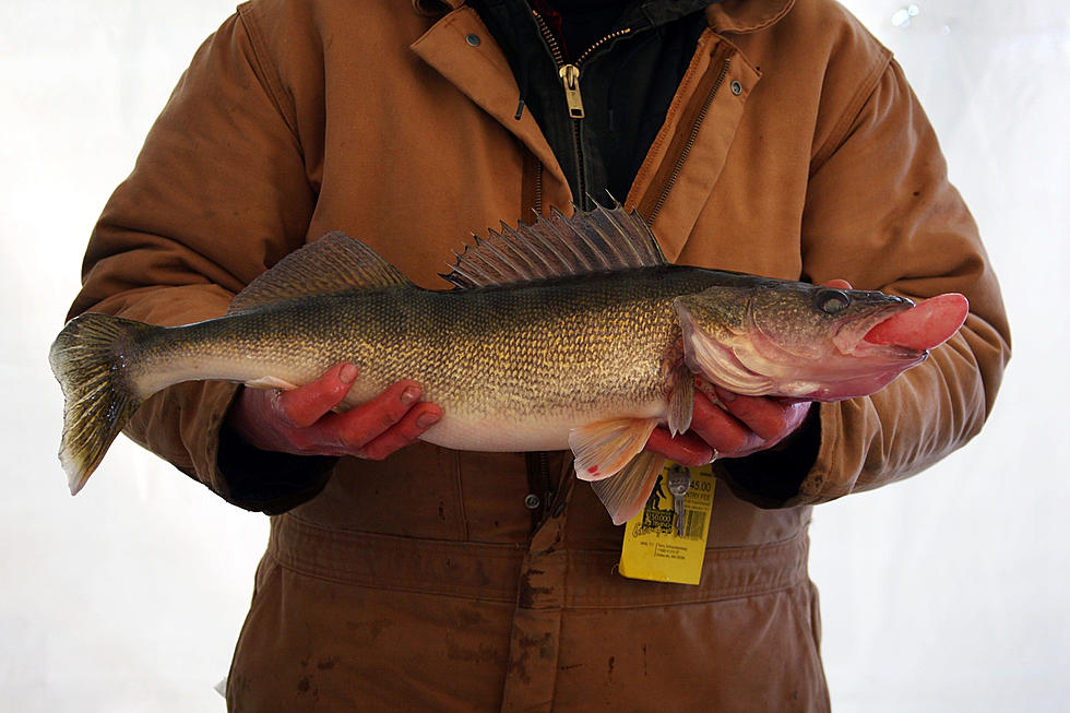 Minnesota DNR Says Mille Lacs Lake Fall Fish Survey Shows Promise
