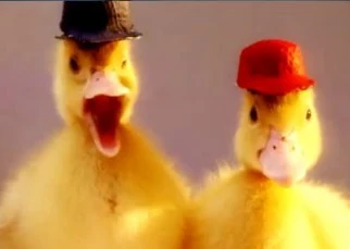 ducktales theme song but with real ducks
