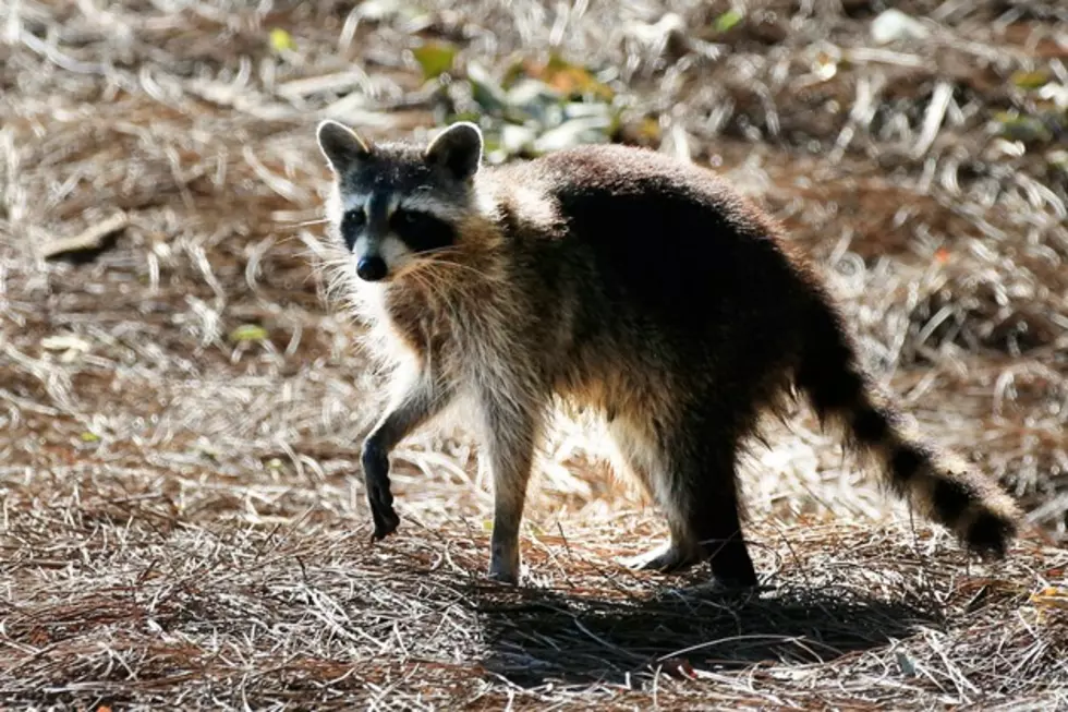 Sneaky Bow-Legged Racoon Thief Will Have You Laughing And Sharing