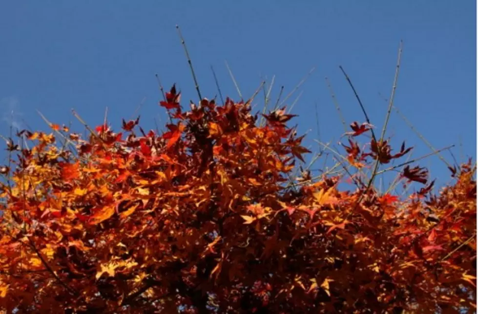 Why Do The Leaves Of Our Trees Change Color In The Fall?