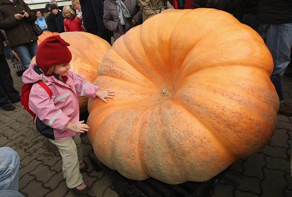The Great Pumpkin Delivered To The Lake Superior Zoo Today