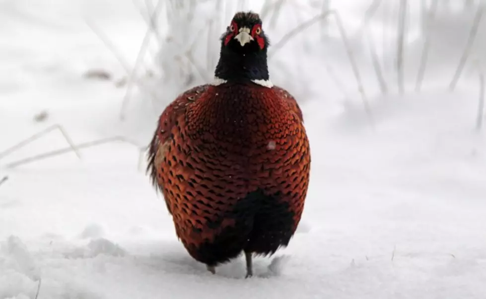 The First-Ever Minnesota Pheasant Summit Is Scheduled For December [AUDIO]