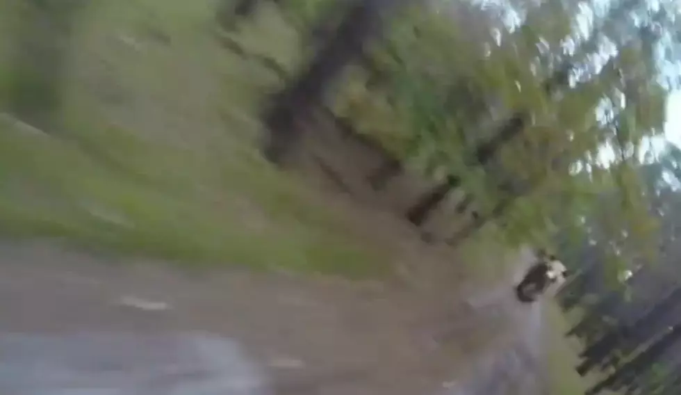 GoPro Captures A Grizzly Bear Chasing Mountain Biker, but Is It Fake? [VIDEO]