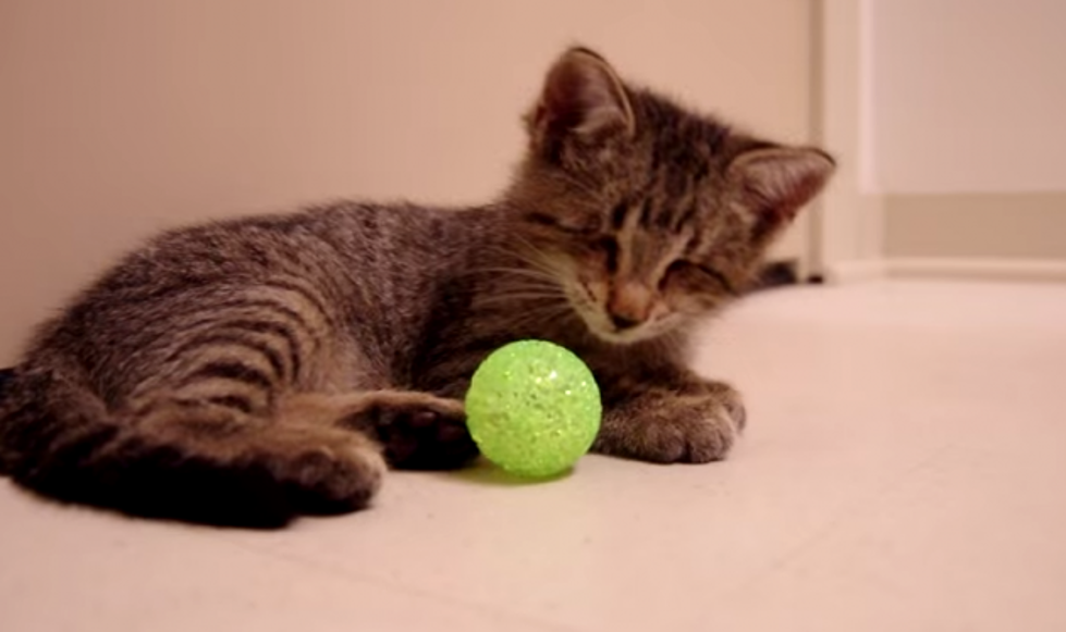 Adorable Blind Kitty Playing With First Toy Will Melt Your Heart [Video]
