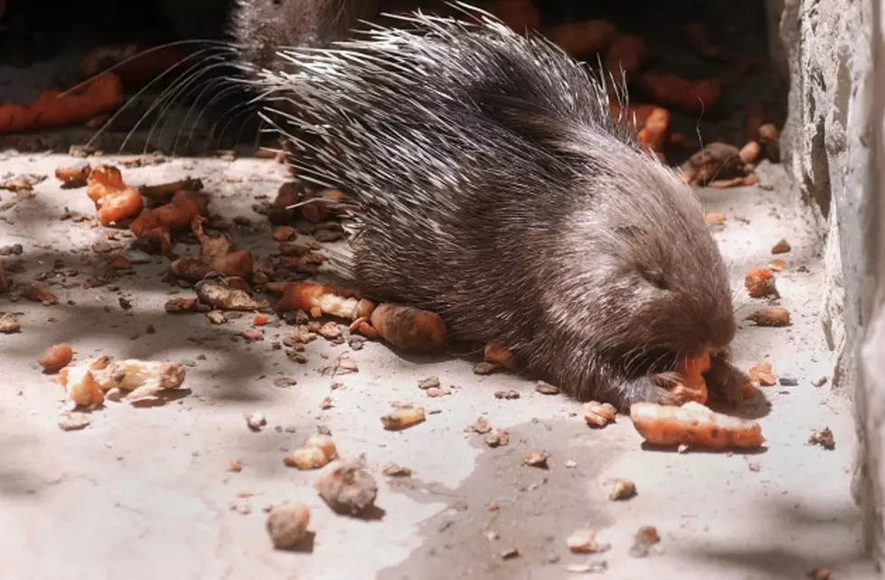 Lake Superior Zoo’s Porcupine Spike Steps In For Groundhog Day