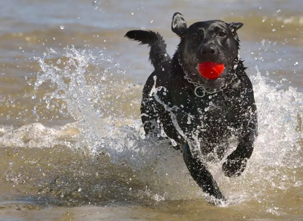 Are You For Or Against A New Dog Park Proposed On Park Point Near Lake Superior