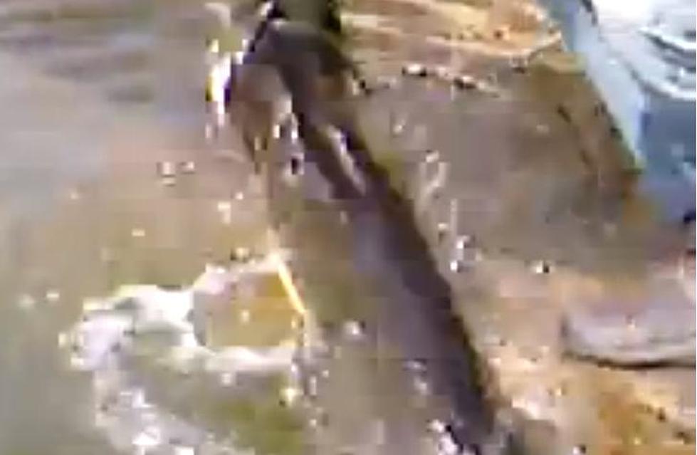 Watch This Video of A Northern Pike Attacking A Man&#8217;s Hand [VIDEO]