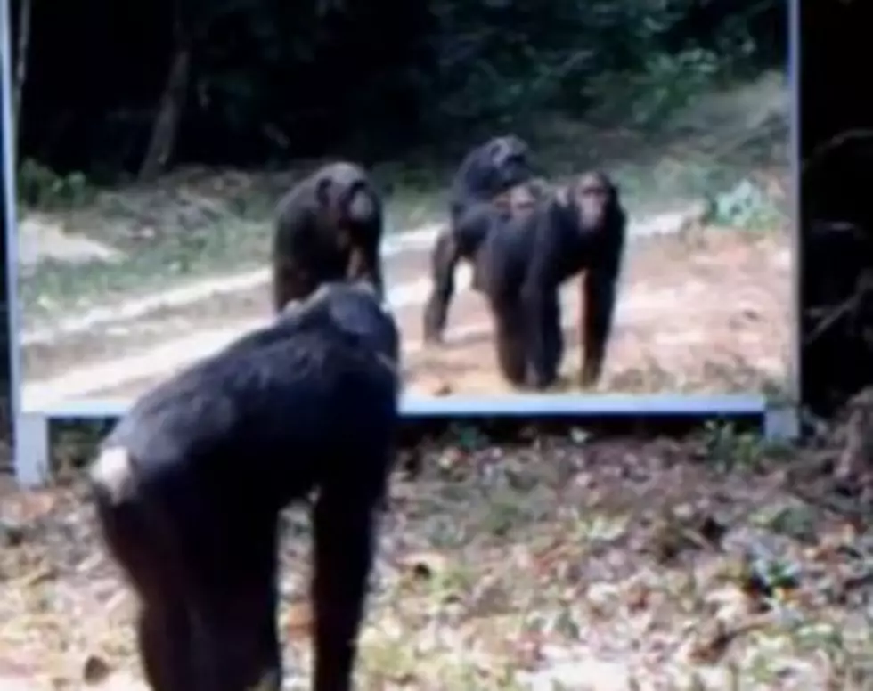 Watch the Animals In Mirrors and Their Funny Reactions [VIDEO]