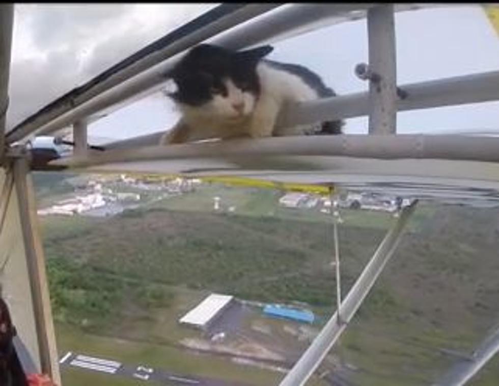 Before Taking Off For Your Flight, Make Sure There Are No Cats Hiding [VIDEO]