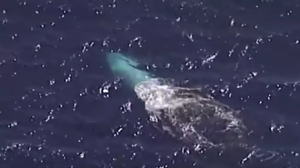 This Rare White Whale Was Spotted off the Coast of Australia [VIDEO]