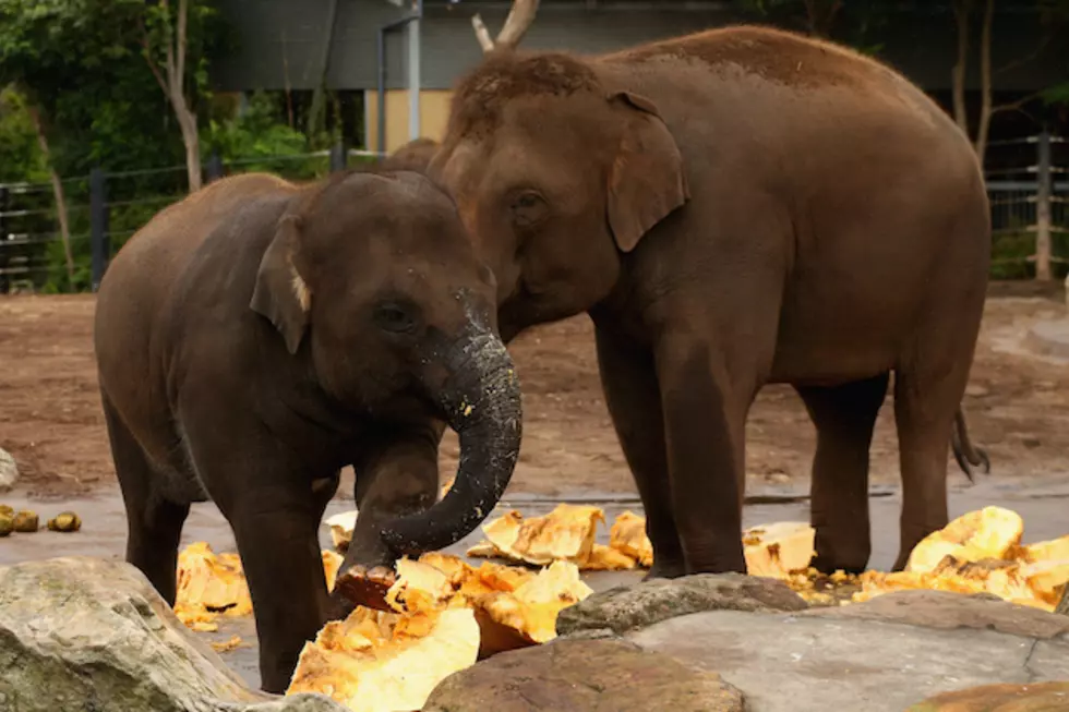 Ringling Brothers Circus Retires ALL Their Elephants In May