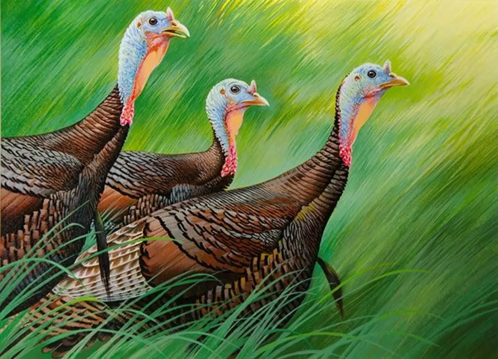 Richfield Resident Wins 2017 Minnesota Turkey Stamp Contest