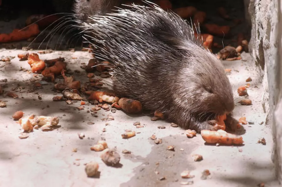 Meet Spike, The Porcupine Fill-In Groundhog At The Lake Superior Zoo Who Will Make The Call