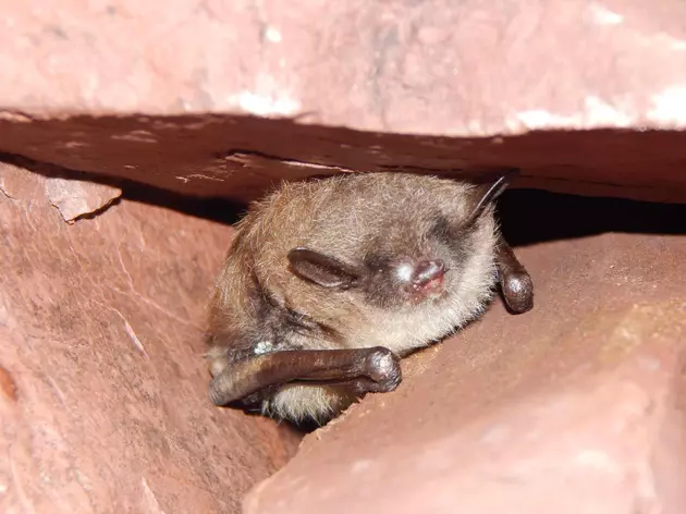 White-Nose Syndrome, A Potential Bat Killer, Confirmed In Minnesota