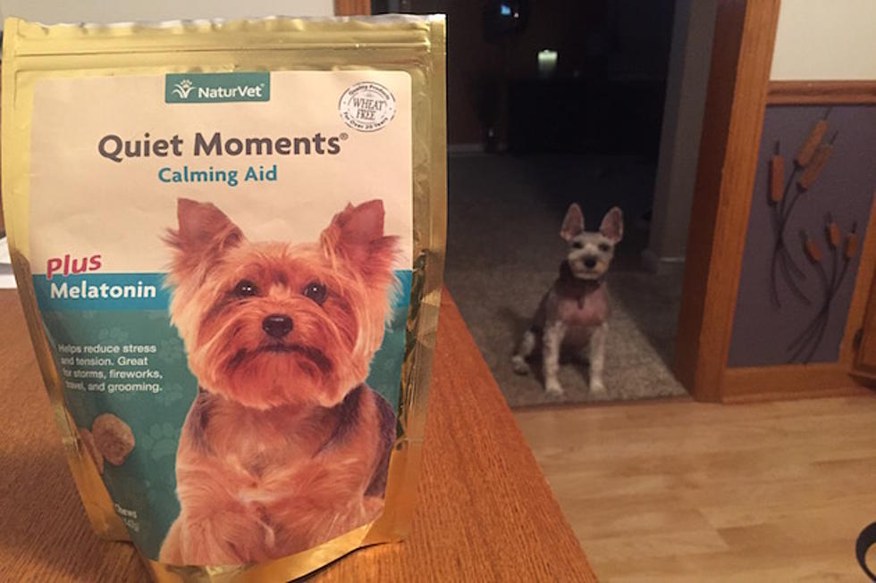 Quiet Moments Calming Dog Treat Review and Important Lesson Learned