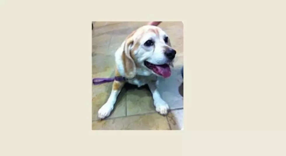 Animal Allies Pet of the Week is Lily the Senior Beagle
