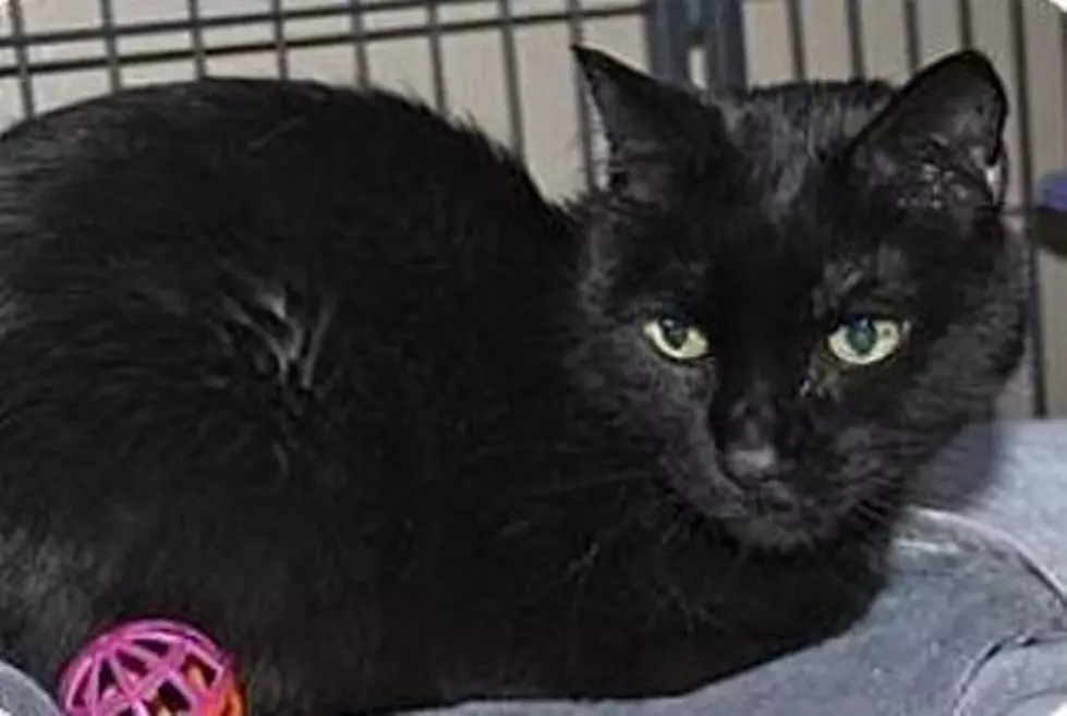 Panther, Animal Allies Pet of the Week Looks For His Forever Home