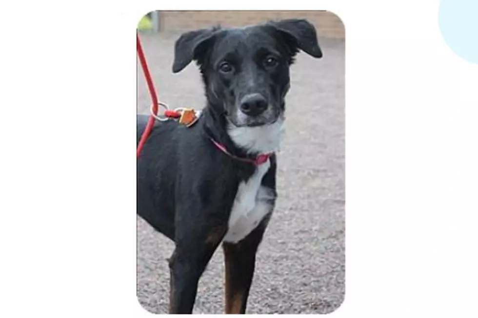 Animal Allies Pet of the Week is Izzy the Border Collie/Shepard Mix