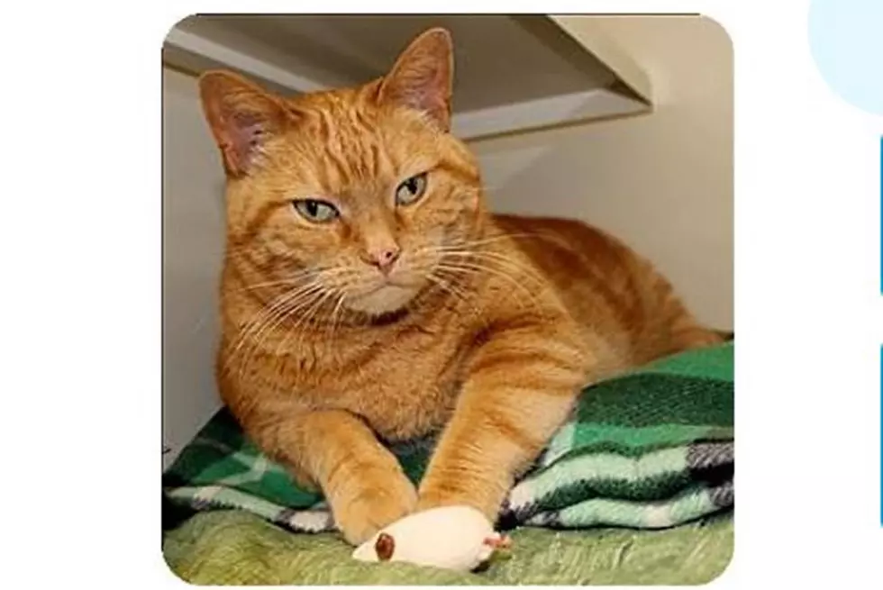 Meet Mr. Scarlet, Adopt Any Cat One Year Or Older For $10 In June At Animal Allies