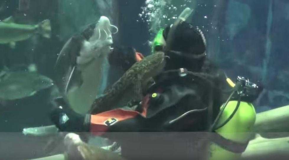 You Can Touch A Live Sturgeon At The Great Lakes Aquarium, Alan Kisses One During Feeding