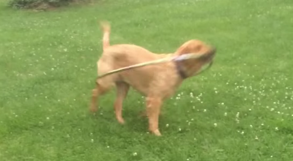 This Cute Dog Trying to Hula Hoop Will Make You Smile [VIDEO]