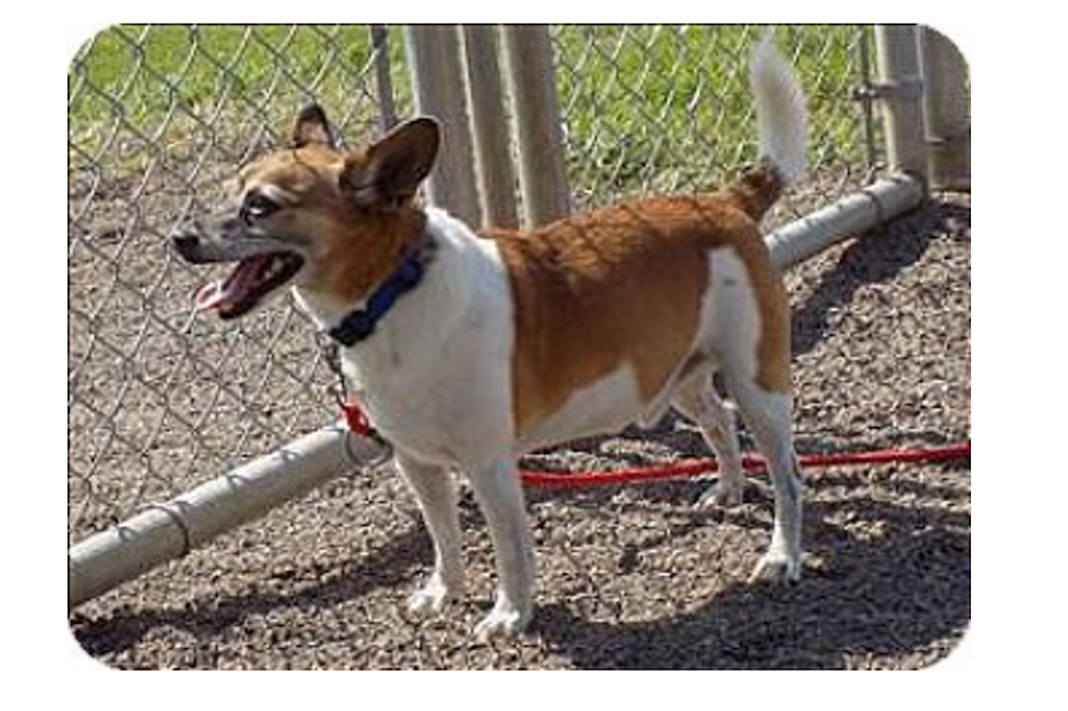 A Rat Terrier Named Harold Is Our Animal Allies Pet of the Week