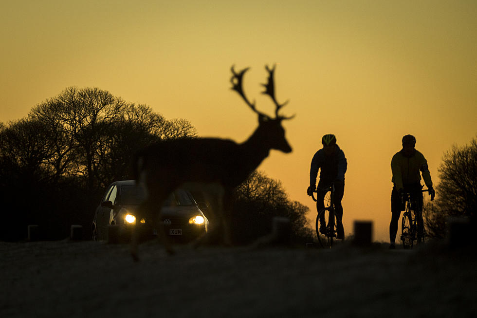 MnDOT Offers Tips To Help Avoid Deer-Vehicle Crashes