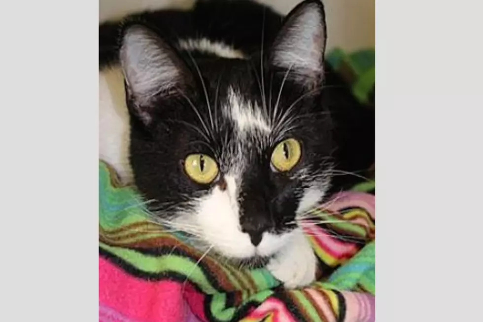Animal Allies Pet Of The Week Is Princess Lolly And Has Lots Of Love To Give
