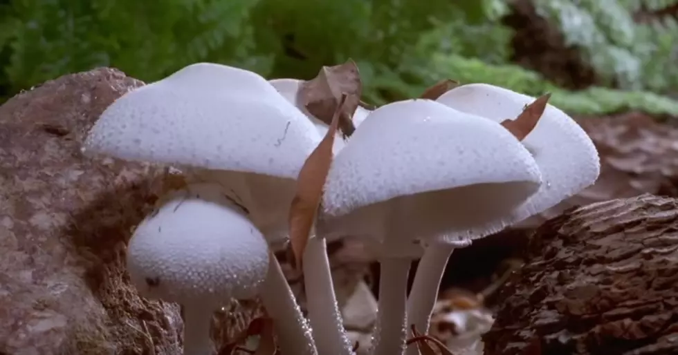 This Time Lapse Video Of Mushrooms Growing Is Way Cooler Than It Sounds [VIDEO]