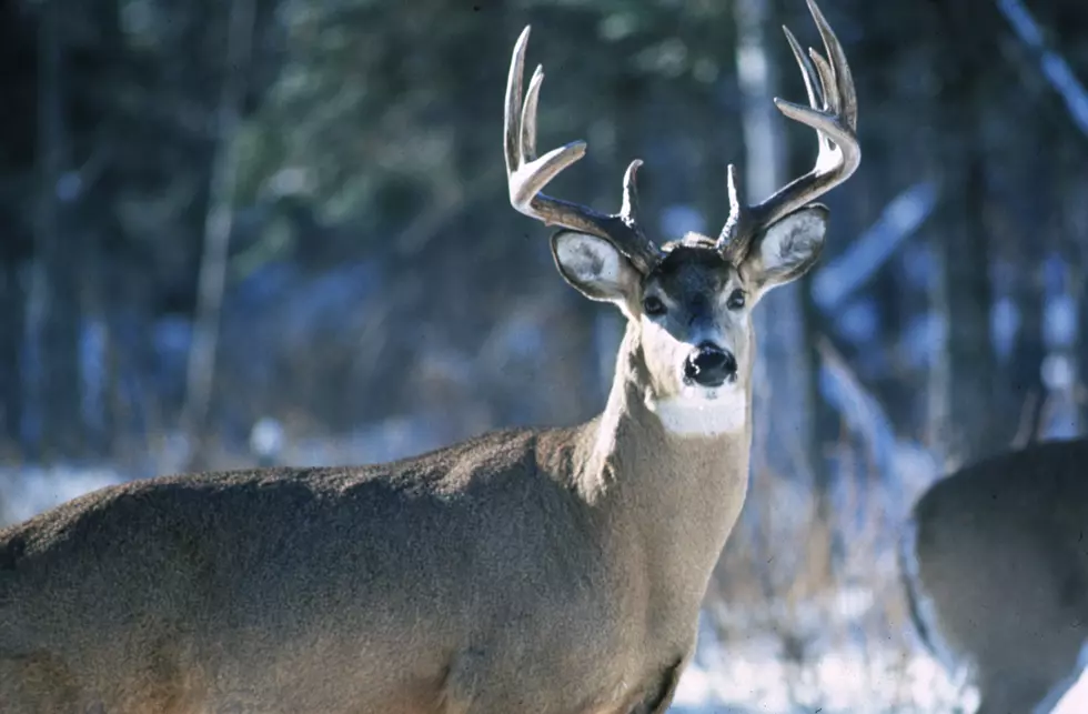 Minnesota DNR Reminds Hunters of Whole Carcass Importation Ban