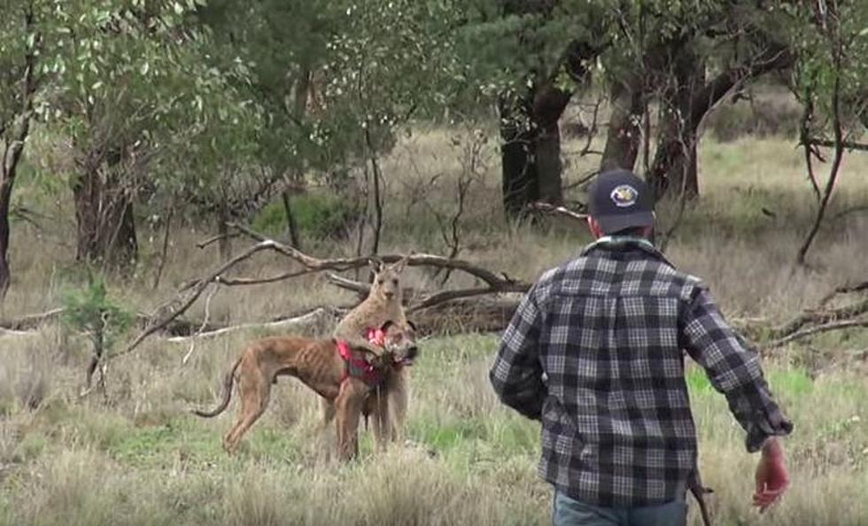 Watch A Man Punch A Kangaroo to Save His Dog [VIDEO]