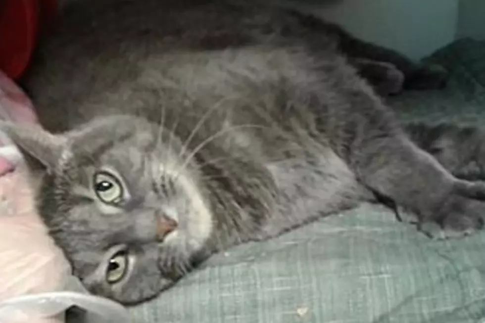 Animal Allies Pet Of The Week Is A Cat Named MJ Who Loves Nighttime Snuggles