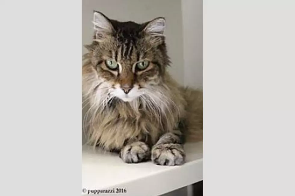 Animal Allies Pet Of The Week Is A Beautiful Cat That Needs Some Special Love