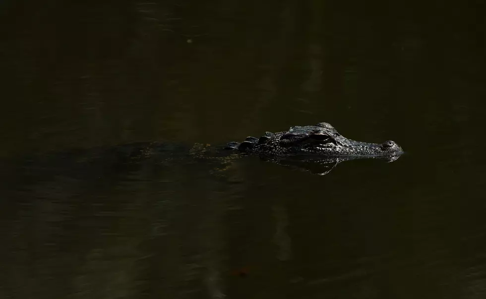Giant Alligator Spotted in Lakeland, Florida [VIDEO]