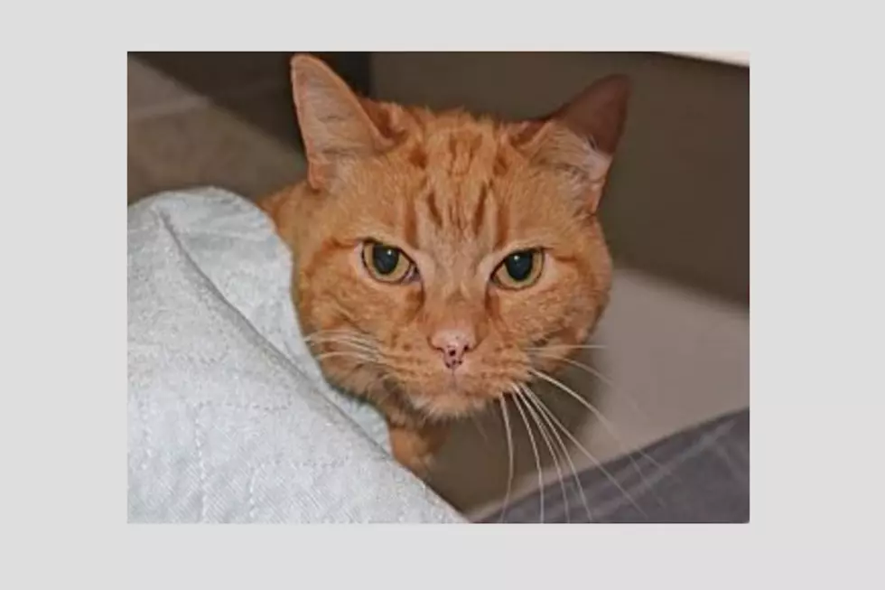 Butterscotch, Animal Allies Pet Of The Week Loves Chin Scratches