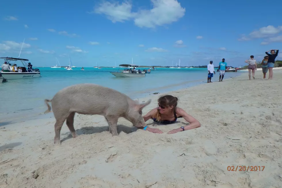 Is The New Trend Swimming With The Pigs Replacing Swimming With Dolphins?