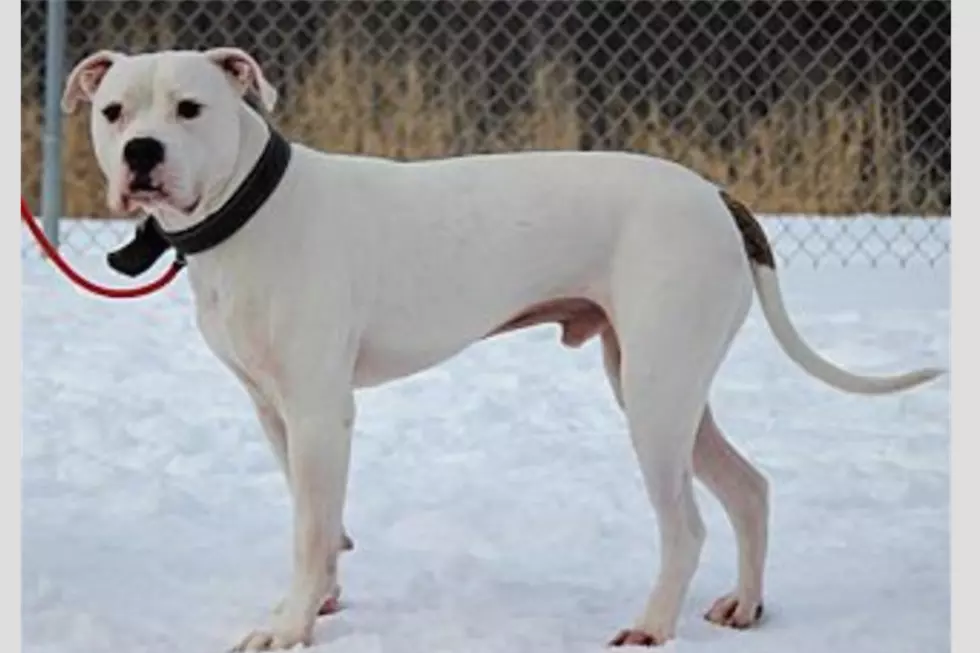 Animal Allies Pet Of The Week Is A Happy American Bulldog