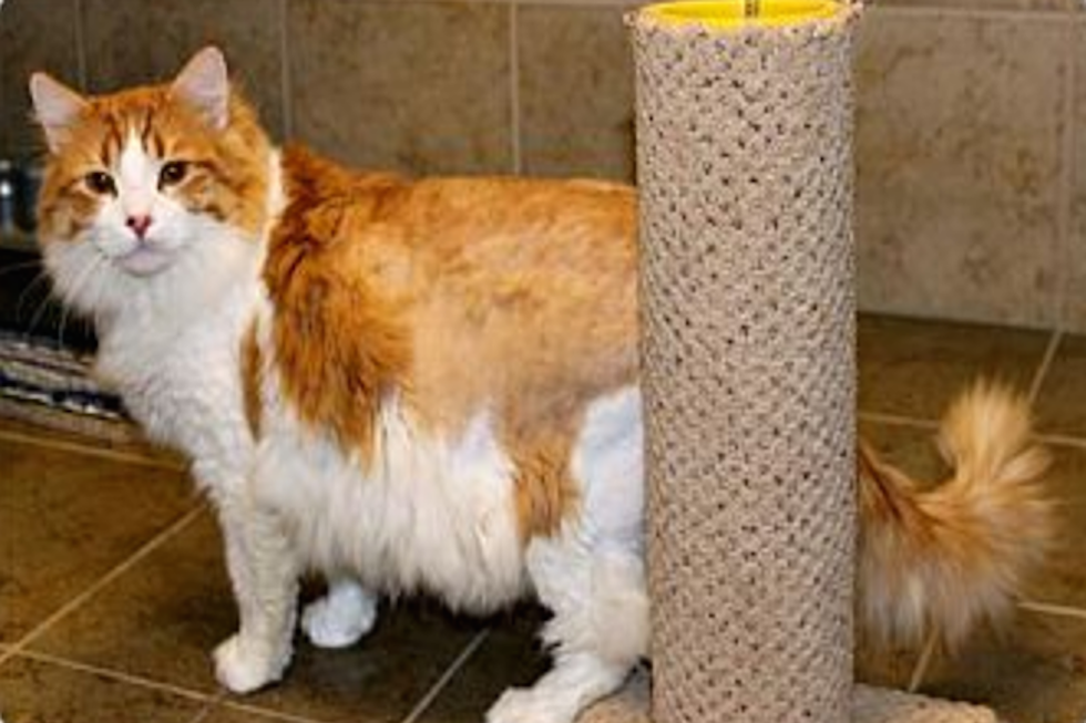 Butterball The Cat, Not The Turkey, Is Our Pet Of The Week