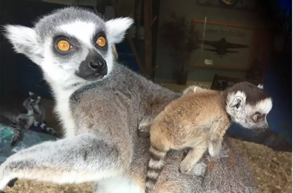 Lake Superior Zoo Has New Baby Ring-Tailed Lemur Now On Exhibit