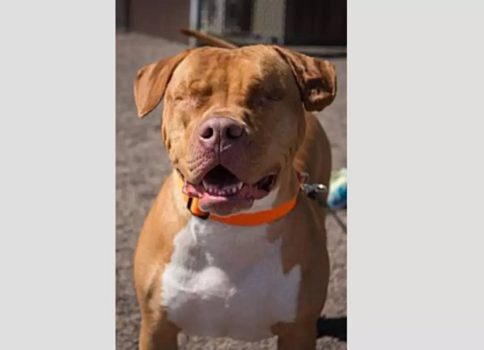 A Blind American Staffordshire Terrier Is So Sweet And Our Animal Allies Pet Of The Week