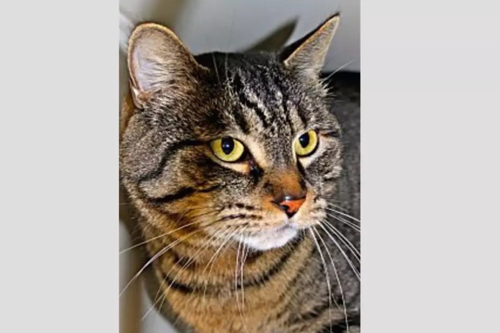 A Handsome Senior Tabby Is Our Animal Allies Pet Of The Week