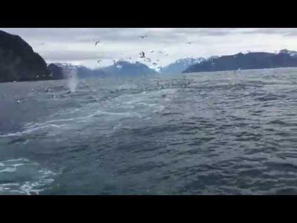 Watch This Guy Lose His Mind Over Humpback Whales [VIDEO]