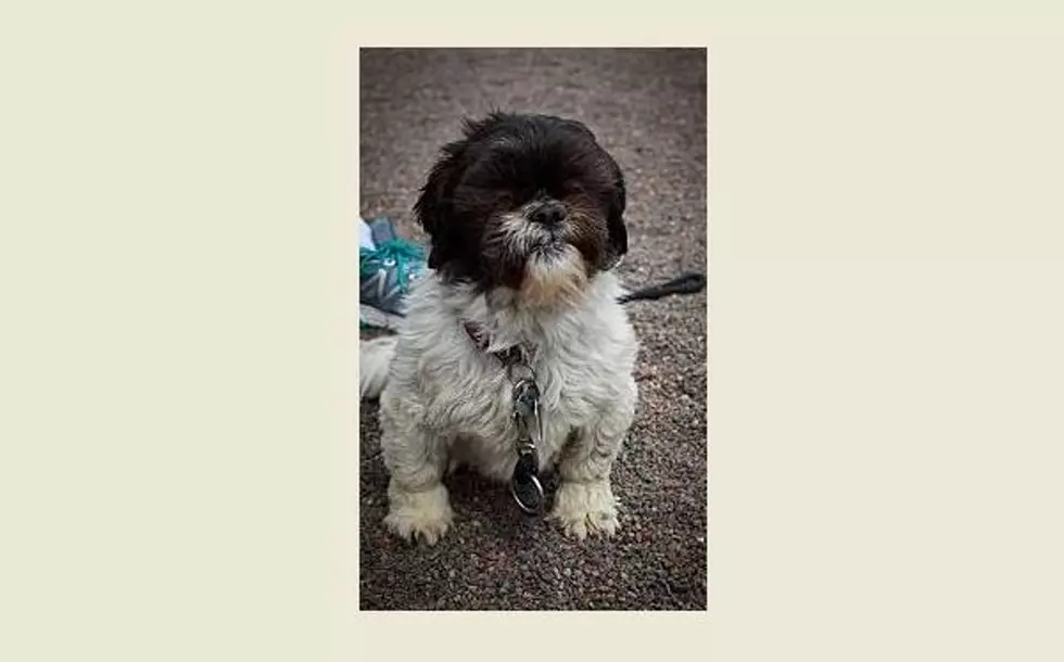 Animal Allies Pet Of The Week Is A Shih Tzu Mix