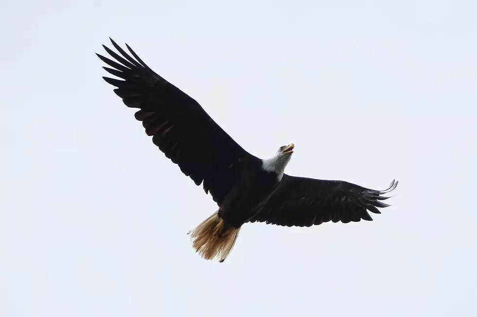 Enter Lake Superior Zoo&#8217;s Photo Contest With Liberty, The Bald Eagle