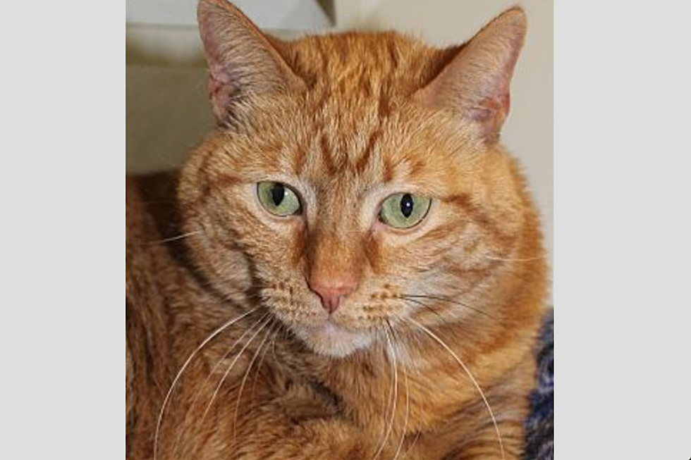 An Adorable Green-Eyed Orange Tabby Is Our Animal Allies Pet Of The Week