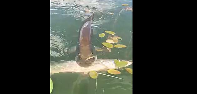 Facebook Video of Huge Muskie Snacking On A Northern Pike Has Over 13 Million Views [WATCH]