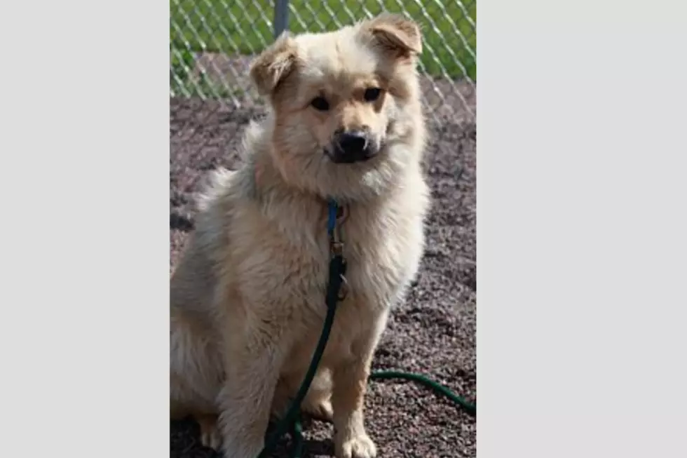 Animal Allies Pet Of The Week Is Named Butter, But Comes With No Calories