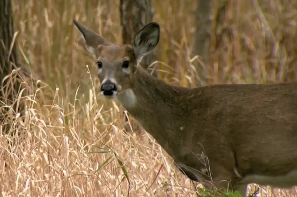 CWD Testing Available For Deer Harvested Outside Of Mandatory Testing Areas [VIDEO]