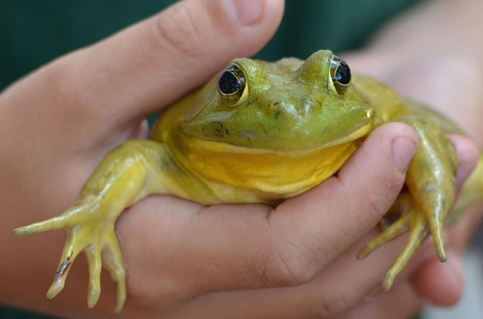 “What Does A Frog Do When His Car Breaks Down?” Joke Wins Monday Morning Laugh Off