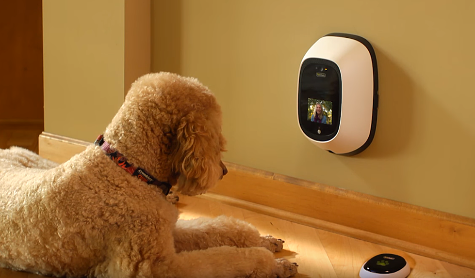 Device Allows You To Facetime Your Pet, Or For Your Pet To Call You [VIDEO]